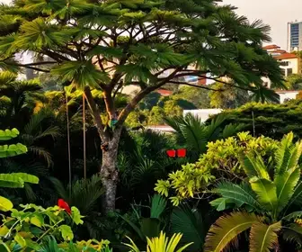 Explorando a Fauna e Flora de Natal: Um Guia Completo Explorando a Fauna e Flora de Natal: Um Guia Completo