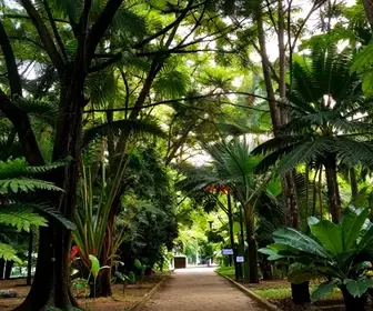 Explorando as Trilhas do Parque da Cidade em Natal – RN Explorando as Trilhas do Parque da Cidade em Natal - RN